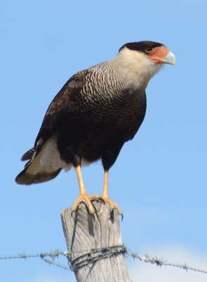 Schopf-Caracara