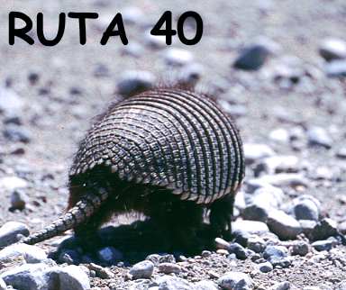 Gürteltier mitten auf Schotterstraße Ruta 40