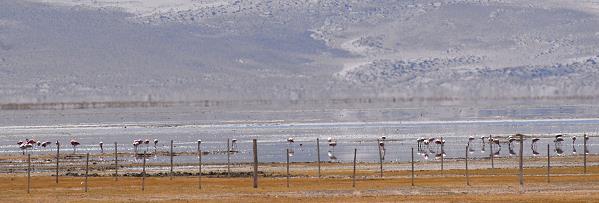 Flamingos hinterm Zaun