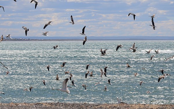 Möwen und Camarones