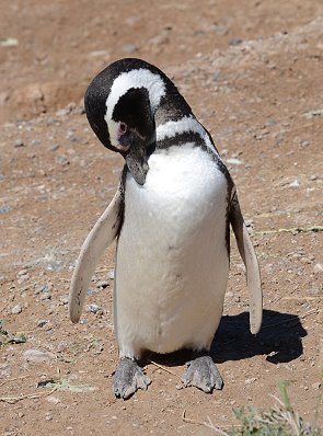 Pinguin