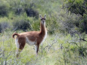 Guanako