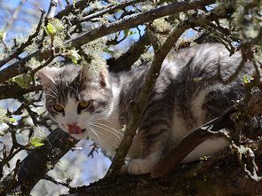 Katze