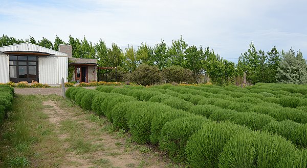 Lavendel und Haupthaus
