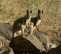 Gelbfuß Felsenkängeru