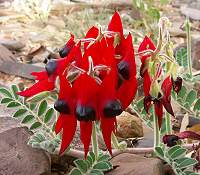 Sturts Desert Pea