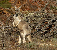 Bewohner der Flinders