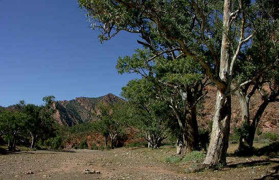 In der Brachina Gorge