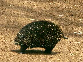 Echidna
