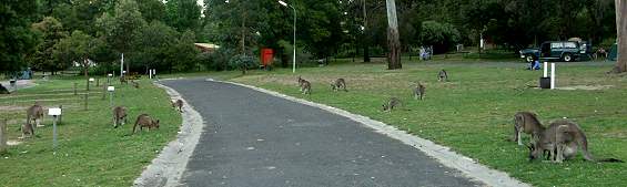 Campground Halls Gap am Abend