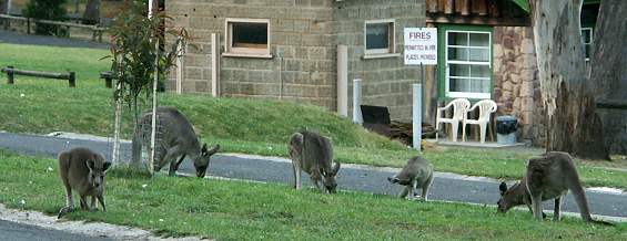 Campground Halls Gap am Abend