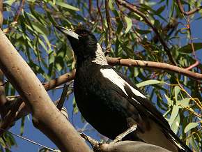 Magpie