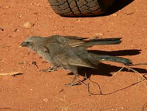 Fütterung bei Apostlebirds