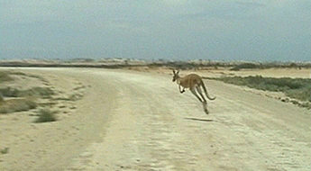 Roo Crossing at Mungo