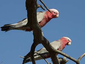 Galahs