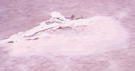 Noch mehr rosa Salz...