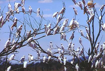 Haufenweise Nacktaugen