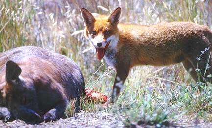 Rotfuchs und totes Känguru