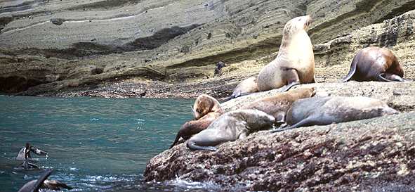 Robben bei Bridgewater