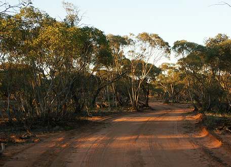 Mallee im Mungo Nationalpark