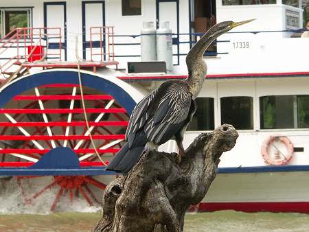 Kormoran und Schaufelraddampfer