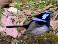 Fairy Wren