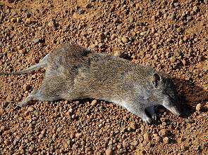 Tod auf der Strasse - southern brown Bandicoot