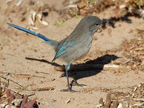 Staffelschwanz-Weibchen