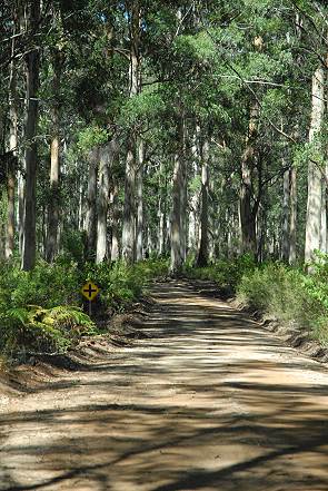 Bäume im Boranup Forrest