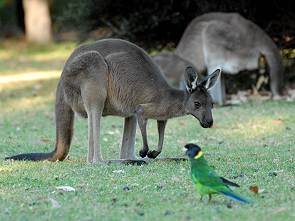 Wallaby und Papagei