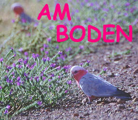 Am Boden sieht man auch Galahs