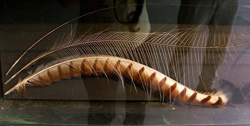 Lyrebirdschwanz in einer Vitrine