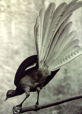 Lyrebird Gemälde