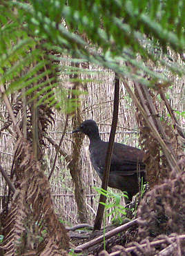 Lyrebird im Gehege