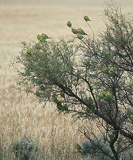 Schwarm Wellensittiche bei Rast