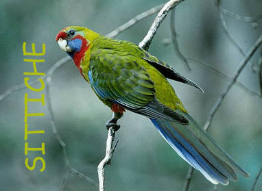 Junger Rosella