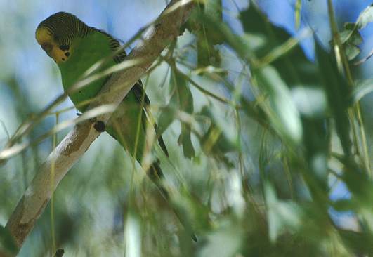 Wellensittich im Eukalyptusbaum