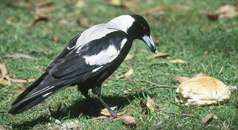 Magpie mit Brötchen