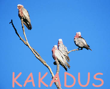 Galahs