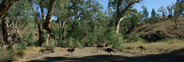 Emus am Creek
