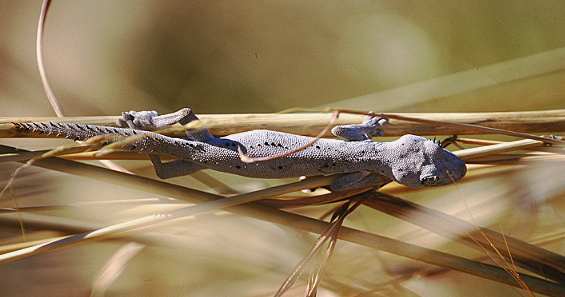 Northern spiny tailed gecko (Strophurus ciliaris aberrans)
