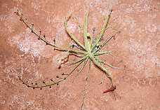 Rote Libelle, gefangen