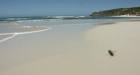 Fliege am Bales Beach