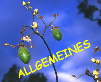 Früchte und Blüten des Kapokstrauchs