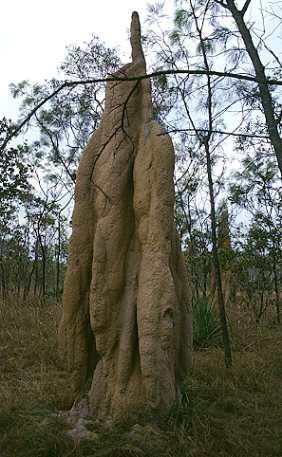 Sandfarbener Termitenhügel