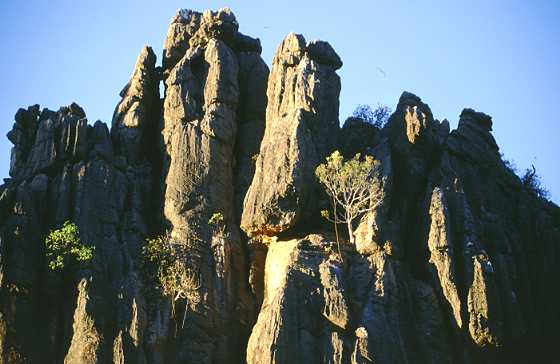 Felsen in der Windjana Gorge