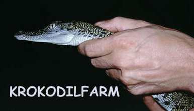 Michaels Hand mit Baby