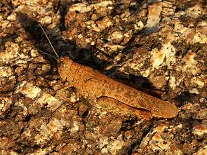 Bewohner der Marbles