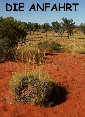 Spinifex und rote Düne