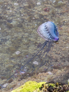 Portugisische Galeere